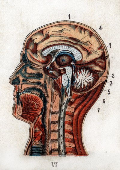 Anatomy: cross section of the human skull, section of the brain and marrow. The board represents the brain, the cerebellum (with the tree of life), the elongated marrow giving birth to the spinal cord. 