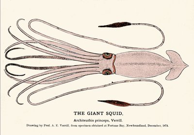 Architeuthis princeps, the giant squid failed on the beach of Fortune Bay (Newfoundland) in December 1874 and first described by Professor A.E. Verrill. Era engraving. by Unknown artist