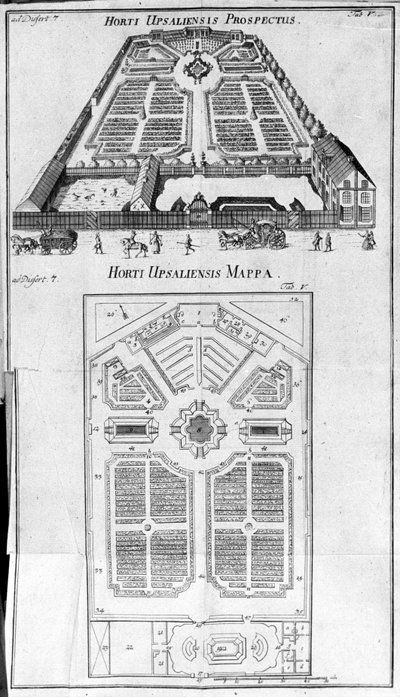 Botanical Garden - HORTI UPSALIENSIS Prospective and Plan by Unknown artist