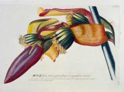Botanical Board: Bananas, Branch by Unknown artist