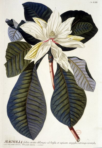 Botanical Board: Magnolia, Flower and Branch by Unknown artist