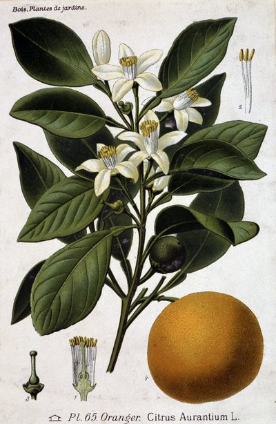 Branch, Flower and Fruit of Orange Tree - Botanical Board by Unknown artist