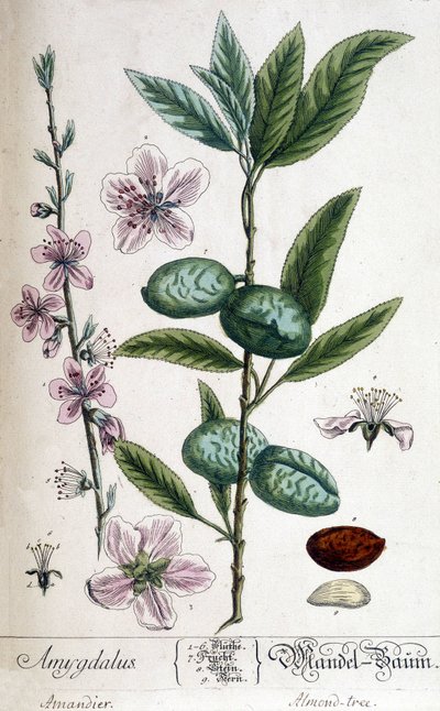Branch, Flower and Fruit of the Almond Tree by Unknown artist