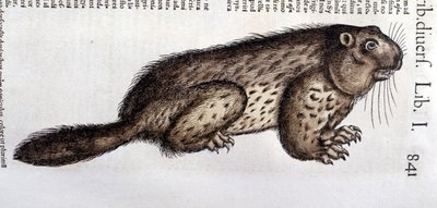 Castor - in Historia Animalium by Conrad Gesner by Unknown artist