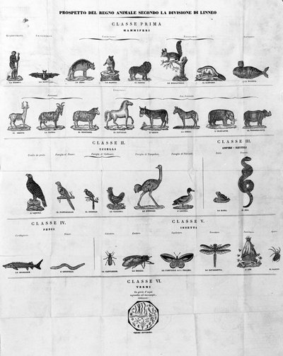 Classification of Carl Von Linné, Swedish Naturalist and Writer. 19th Century Engraving by Unknown artist