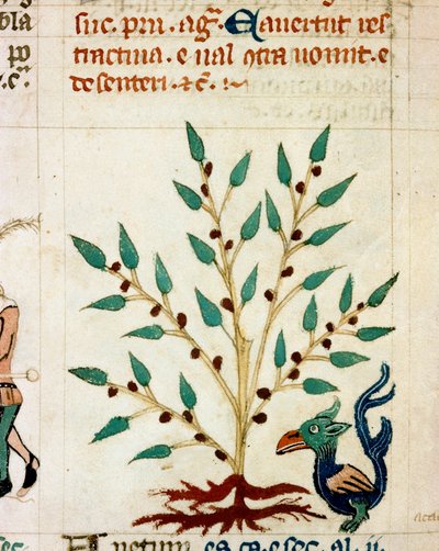 Description of a fantastic tree and animal - Miniature from a Provencal manuscript 