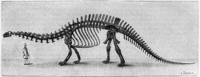 Dinosaur Skeleton: 