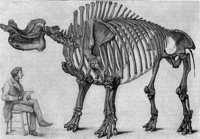 Dinosaur skeleton: 
