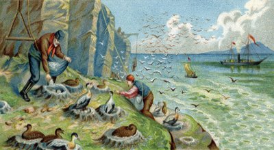 Down Production in New Zemble, Russia: Men Charged with Collecting Eggs and Feathers Must Climb the Rocks to Reach the Nests. Chromolithography of the 19th Century by Unknown artist