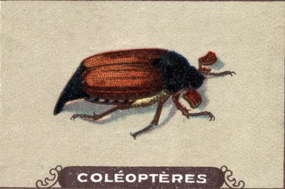Entomology: Representation of a Chabiner, Insect Series, Early 20th Century by Unknown Artist
