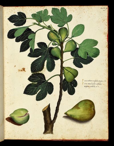Fig and fig branch Botanical board taken from a trek of Natural History on fruits and vegetables. Ulisse Aldrovandi fonds, Bibl. Universitaire, ed. 1603. by Unknown artist