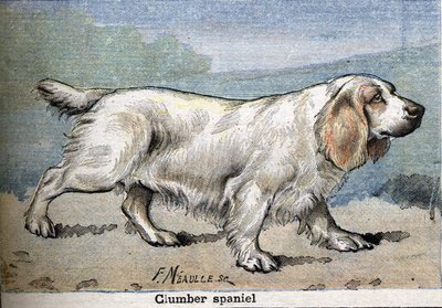 Hunting dog: Clumber spaniel by Unknown artist