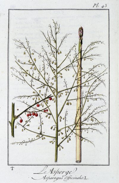 Asparagus (Asparagus Officinalis) - in 