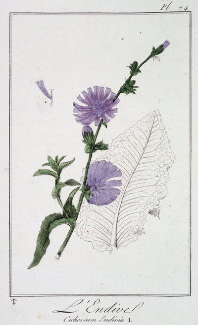 Endive (Cichorium Endivia) - in 