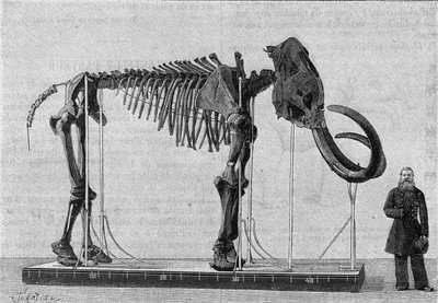 Mammoth skeleton (elephas primigenius) discovered on the banks of the Ice Sea near the mouth of the Lena River and reported in 1806 to the Museum of the Academy of Sciences of St. Petersburg by Mr. Adams. (From a photograph). Engraving in 