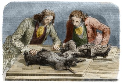 Medical experience: blood transfusion performed on two dogs in Paris in 1667 by Unknown artist
