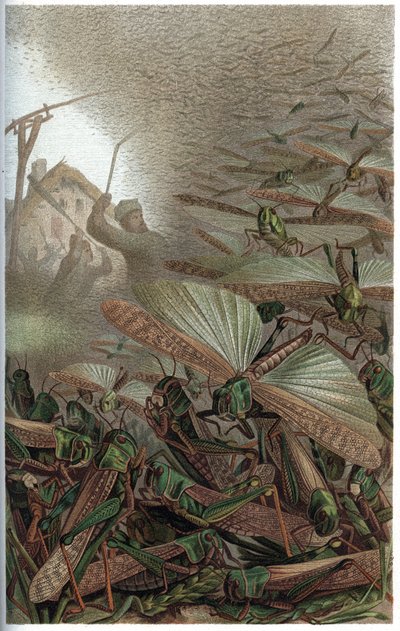 Migratory Locust - Engraving from 