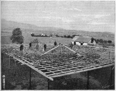 Montecito Vineyard in California in 1888. in 