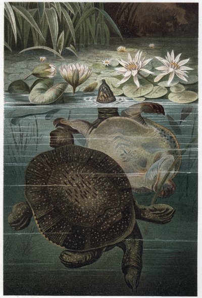 Nile Softshell Turtle from 