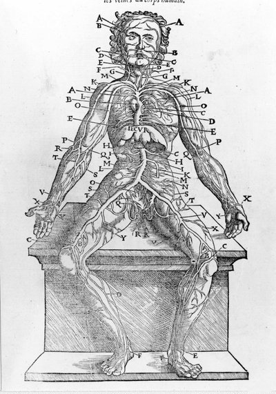 Section of a human body from W. H. Ryff Anatomical description of all parts of the human body printed in Paris in 1545 by Unknown artist