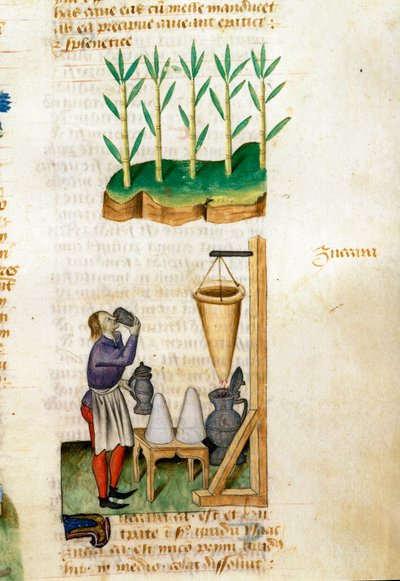 Sugar Cane and Sugar Cone Trader by Unknown artist