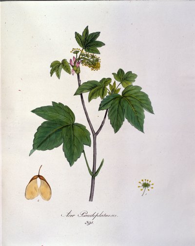 Sycamore Maple Branch. Botanical board from a herbarium from the beginning of the 19th century by Unknown artist