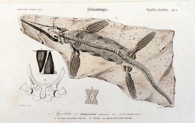 The Ichthyosaur from the Universal Dictionary of Natural History by Unknown artist