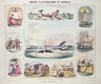 The Whale, from Graphic Illustrations of Animals, Designed and Engraved by W. Hawkins, Published by Thomas Varty (engraving) by Unknown artist