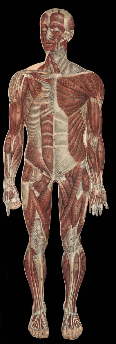 The muscles of the head, trunk and extremities on the anterior part of the body. In 