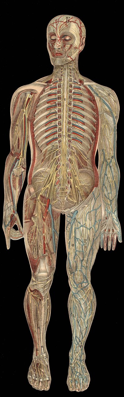 The nervous system. board in 
