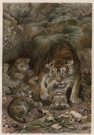 Tiger with cubs - engraving from 