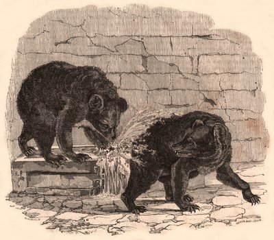 Two bears playing in a trough in the bear pit of the Museum of Natural History by Unknown