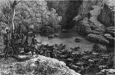 Zululand in Africa: because the forest does not offer the necessary resources, the Zulu tribe is obliged to go down to the plains where they cultivate and raise cattle. Engraving in La Nature by Unknown artist