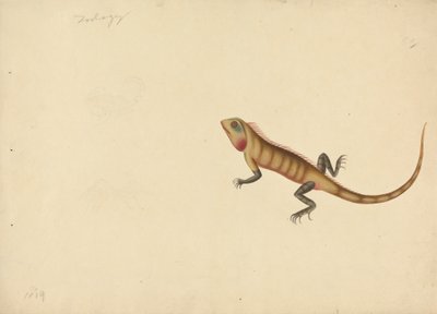 A Lizard with Sketches of a Scorpion and a Spider by Unknown artist