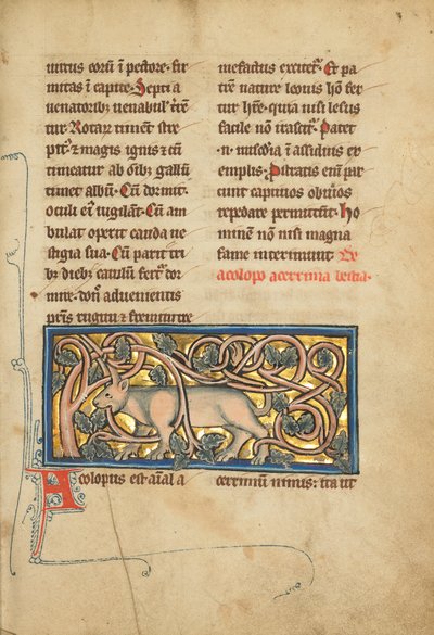 An Antelope with its Horns Entangled in a Bush by Unknown artist