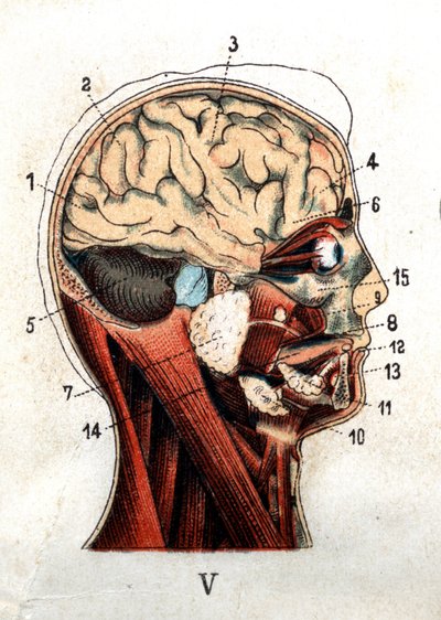 Anatomy: cross section of the human skull, section of the brain and face. The board represents the glands at the level of the skull, the lobes and the cerebellum. 