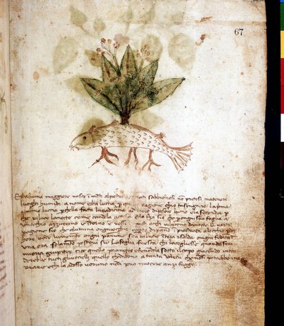 Botanical board representing the grass 