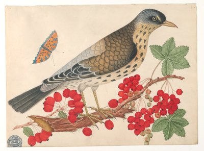 Brown Bird on Branch with Persimmons and a Butterfly by Unknown artist