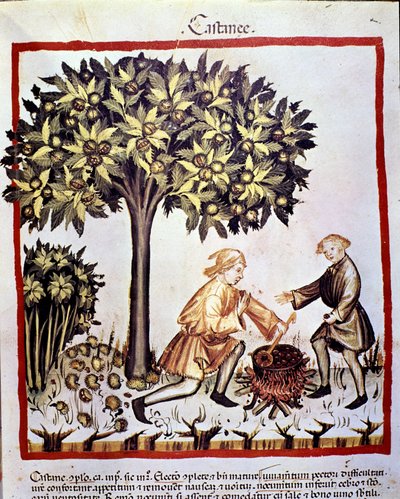 Collection and preparation of chestnuts in autumn. Illumination from 