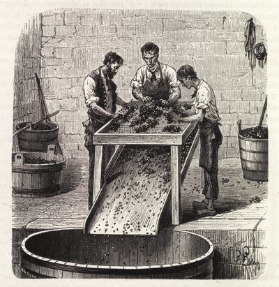 Grading the grapes on a grid during the process of making the wine of superior quality from Burgundy. Engraving from the end of the 19th century by Unknown artist