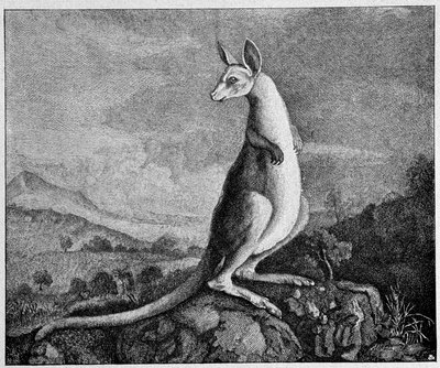 Kangaroo from the drawing of Captain Cook who discovered him in Australia - from a 1774 copper engraving by Unknown artist