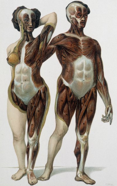 Man and woman skinned: muscles - medicine book, late 19th century by Unknown artist