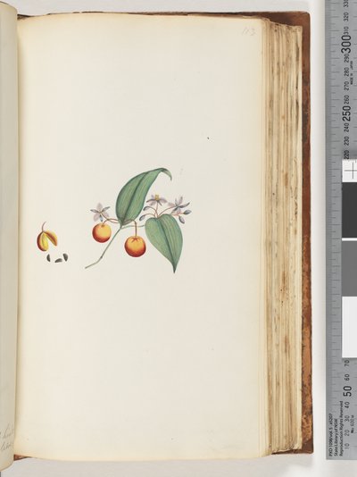 Page 113. A Creeper or Woodbine which intertwines with trees by Unknown artist