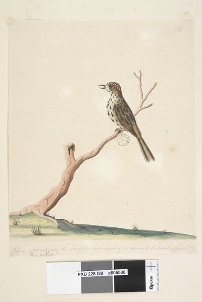 Page 39. Fringilla. Along Lower Edge in Different Hand July, Natural Size. The Notes of This Bird Are Equal if Not Superior to the English Linnet Speckled Warbler Chthonicola Sagittata, 1791-92 by Unknown artist