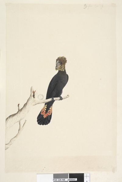Reduced to One-Third Size Glossy Black Cockatoo by Unknown artist