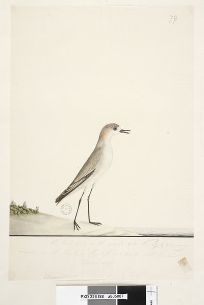 Page 88. Charadrius. below frame line in different hand This bird runs on the ground like the Sand Lark and is very common on the sands in the different parts of the harbour. below this in third hand Natural size Red, capped Dotterel Charadrius alexandrinu by Unknown artist
