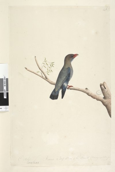 Reduced to Half Size Dollar Bird by Unknown artist