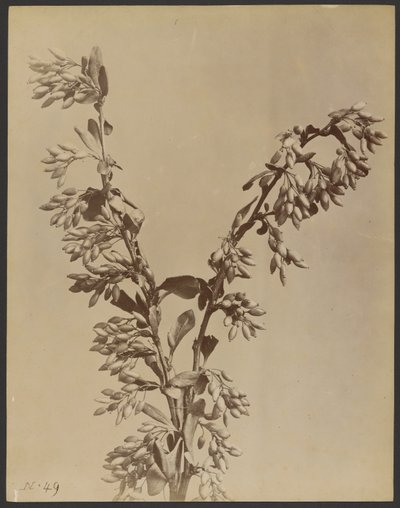 Plant with Clusters of Pods by Unknown artist