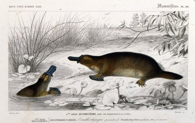 Representation of an Ornithorynch (Ornithorhynchus paradoxus, Blum.). Engraving from “Universal Dictionary of Natural History” by C. D