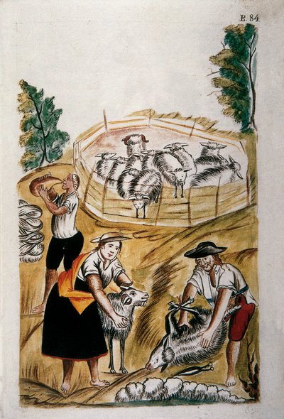 Sheep shearing, from the book 